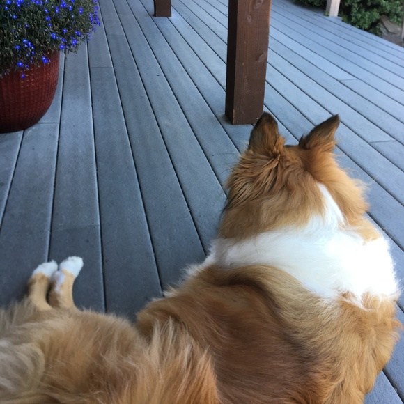 Meet your Posher, Lindsay - Picture 6 of 6